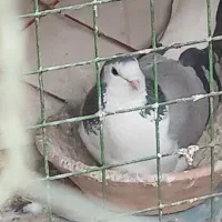 کبوتر دمگیر|حیوانات|اصفهان, شاه پسند|دیوار