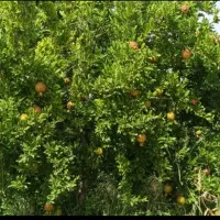 باغ نقلی چهاردیواری  مناسب ویلاسازی وتفریح|فروش زمین و ملک کلنگی|قم, شهرک مهدیه|دیوار