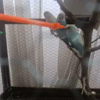 مرغ عشق با جوجه و تخم