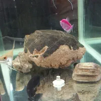 دو عدد روح ماهی|ماهی|ارومیه, |دیوار