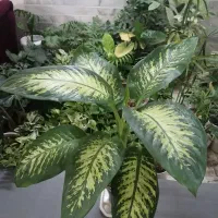 روزگارتون با این گلها گلباران