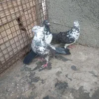 کفتر تهرانی|پرنده|محمدشهر, علی آباد گونه|دیوار