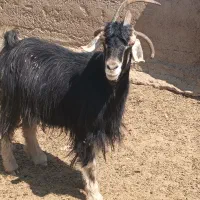 بز شاخ جفت (چهار شاخ)|حیوانات مزرعه|شیراز, دارالرحمه|دیوار
