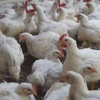 مرغ گوشتی ارگانیک