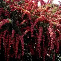 نهال زرشک  ریشه دار