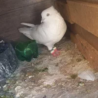 کبوتر|پرنده|دهلران, |دیوار