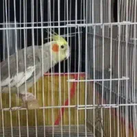 گمشده تر خدا هرکس گرفته بدش