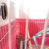 جوجه عروس هلندی