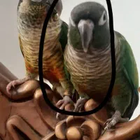 عروس هلندی گرینچیک گمشده