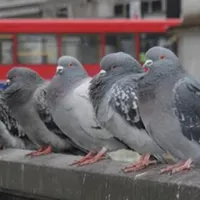 کبوتر سرخ و خاکستری گم شده