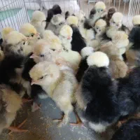 جوجه زینتی سلطان وپلند ولهستانی