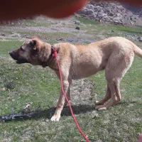 سگ سرابی|سگ|اردبیل, |دیوار