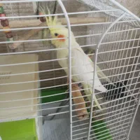 یک جفت عروس هلندی سخن گو مولد