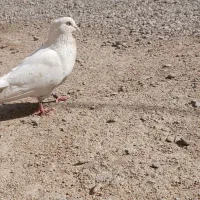 کبوتر اراکی نر