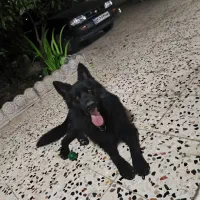 سگ ژرمن شپرد بلک|سگ|ساری, |دیوار