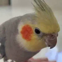 جیکو