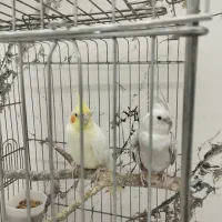 جفت عروس هلندی ایزابلا