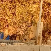 سگ ماده سرابی کانال درجه یک سه سالشه