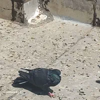 دروددوستان عشقباز|پرنده|جونقان, |دیوار