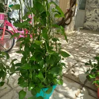 گل طبیعی|گل و گیاه طبیعی|گلبهار, شهر جدید گلبهار|دیوار