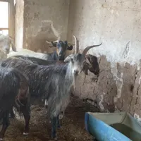 بره.بزغاله.بز.میش.گوسفند