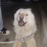 سگ چاوچاو