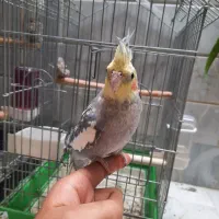 عروس هلندی رام