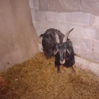 نرمیش بز|حیوانات مزرعه|مسجد سلیمان, |دیوار