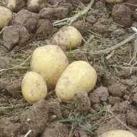 سیب زمینی بذری کارلیا ۴۰۲ تضمینی|عمدهفروشی|قیدار, |دیوار