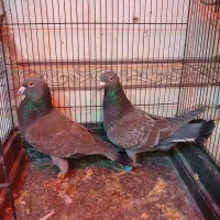 ۱۵۰|پرنده|شیراز, شهرک مهدیآباد|دیوار