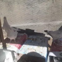 کبوتر فروشی