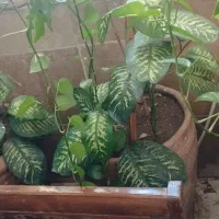 گل و گلدان بزرگ