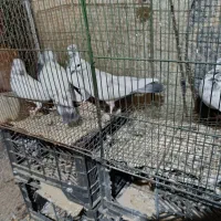 کبوتر پاکستانی وکله چیل|پرنده|خرمدره, |دیوار