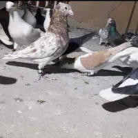 فروش کلی کفترها