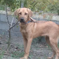 سگ پژدر ماده