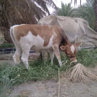 گوساله نر سیمینتال اصل|حیوانات مزرعه|جازموریان, |دیوار