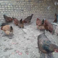 فروش مرغ تخمگذار جوان|حیوانات مزرعه|تربتحیدریه, باغ سلطانی|دیوار