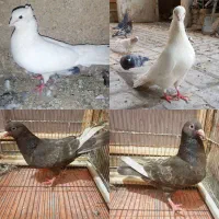 کفتر کبوتر جوجه ابلغ سار زاغ ساده چپ سفید کاکلی|پرنده|مشهد, شیرودی|دیوار