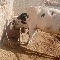 گوساله ماده قرمز سمینتال و جوانه هلشتاین|حیوانات مزرعه|هلالی, |دیوار