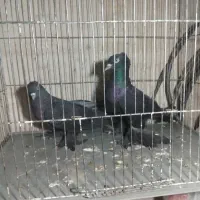 دو عدد نر یکی کاکلی جون کرپیح یکی ساده