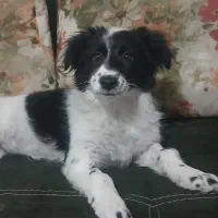 سگ 5ماه ماده نژادار