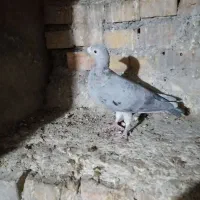 پرنده|پرنده|مشهد, قائم|دیوار