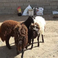 ۳راس گوسفند. بره ماده طقلی افشار پای قوچ|حیوانات مزرعه|فردیس, شهرک ناز|دیوار