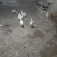 مرع سفید تخم گزار پنج عدد