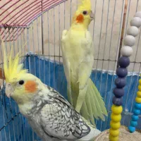 معاوضه نمیکنم