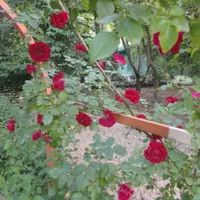 فروش باغ ویلا ،جاده چالوس، ۷۴۰۰ متر زمین ۲۰۰ بنا