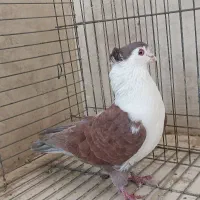 کبوتر عتیقه|پرنده|ایرانشهر, |دیوار