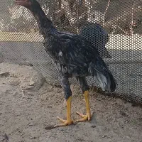 مرغ وخروس لاری|حیوانات مزرعه|رشت, توشیبا|دیوار