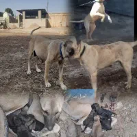 واگذاری سگ های سرابی و خراسانی اصیل|سگ|پیشوا, |دیوار