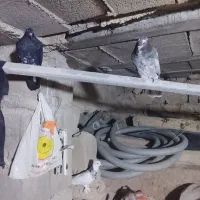 طوقی الماس پاپر با دوتا ساده